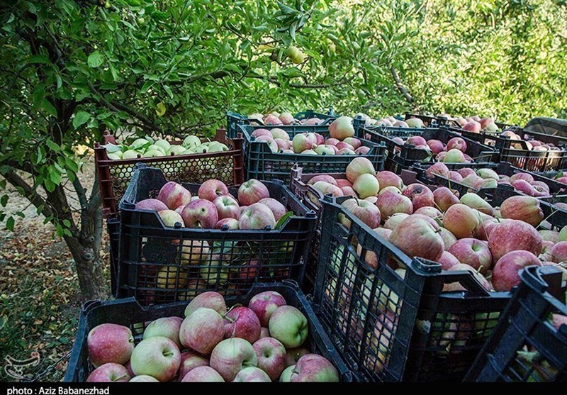 استان اردبیل به‌عنوان پایلوت اجرای نژادهای مختلف درختان میوه کشور انتخاب شده است