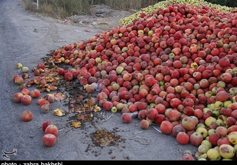 خرید حمایتی سیب درجه سه به قیمت هر کیلو 800 تومان آغاز شد