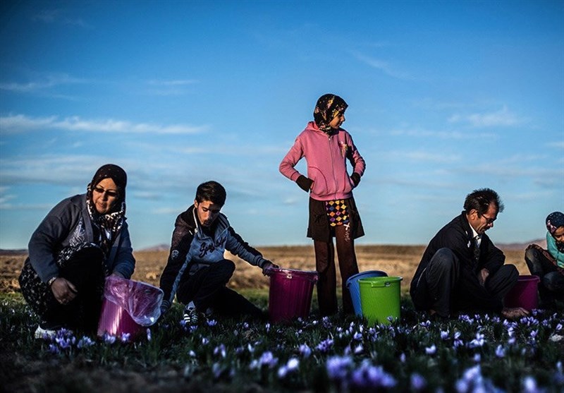زعفرانی‌ترین پائیز دنیا در خراسان رضوی؛ ادامه برداشت زعفران در تربت حیدریه + تصاویر