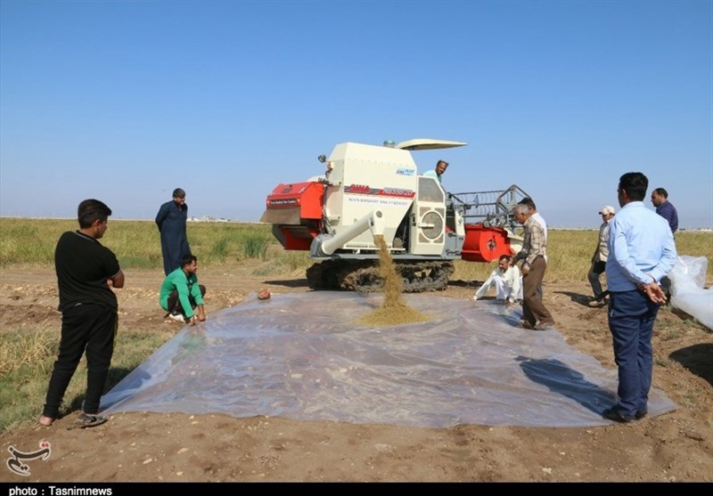 برداشت برنج بعد از 40 سال در خرمشهر به روایت تصویر