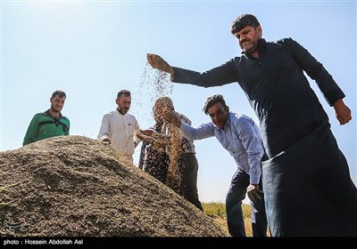 برداشت برنج - خرمشهر