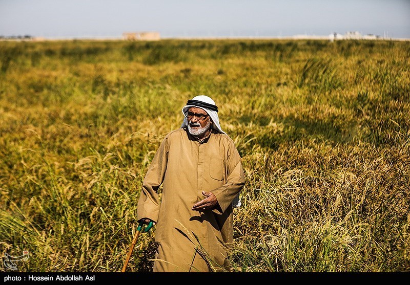 یک‌هفته از صدور مجوز صادرات برنج خوزستان به عراق گذشت؛ ‌یک محموله هم صادر نشد‌