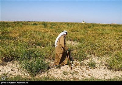 برداشت برنج - خرمشهر