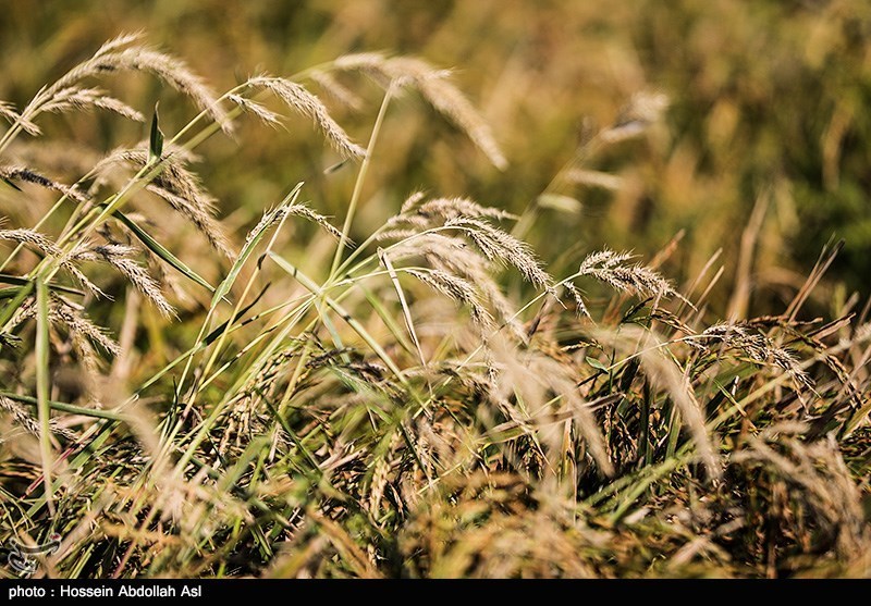 افزایش قیمت برنج و گندم در بازارهای جهانی به خاطر ترس از کرونا