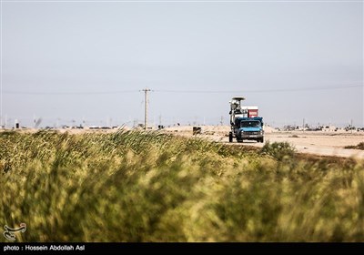 برداشت برنج - خرمشهر