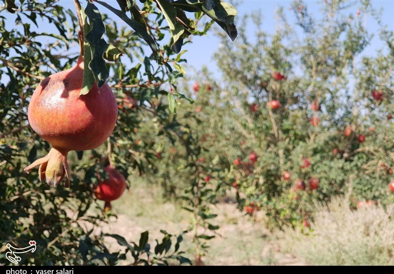 تنها یک سوم کشاورزان خراسان جنوبی محصولات خود را بیمه کردند