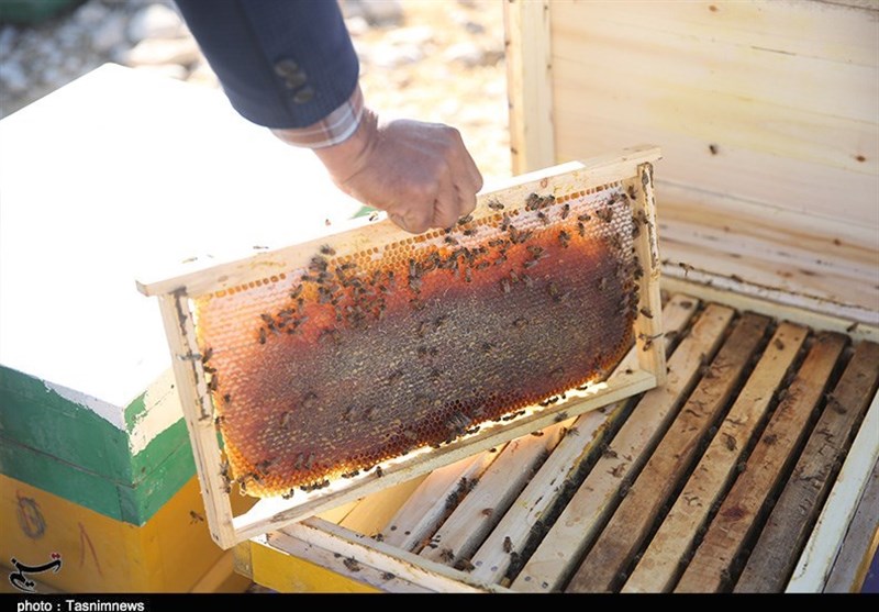 تولید عسل در استان گیلان 17 درصد افزایش یافت