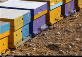 وجود عسل‌های تقلبی در بازار کام زنبورداران کهگیلویه و بویراحمد را تلخ کرده است