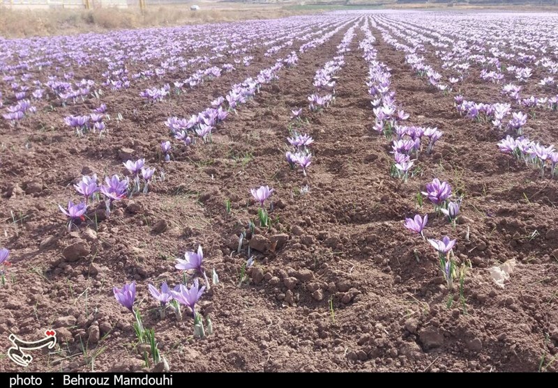 رئیس شورای ملی زعفران ایران‌: مزارع زعفران ‌شناسنامه‌دار می‌شو‌د‌