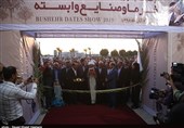 بوشهر میزبان هفتمین نمایشگاه بین‌المللی خرما