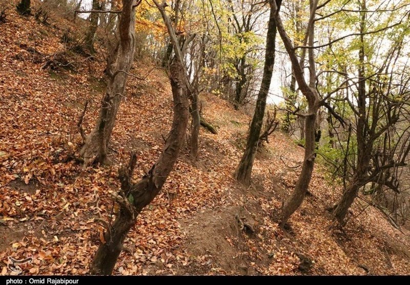 اراک| هیچ‌گونه بهره‌برداری از جنگل‌های شمال انجام نمی‌شود