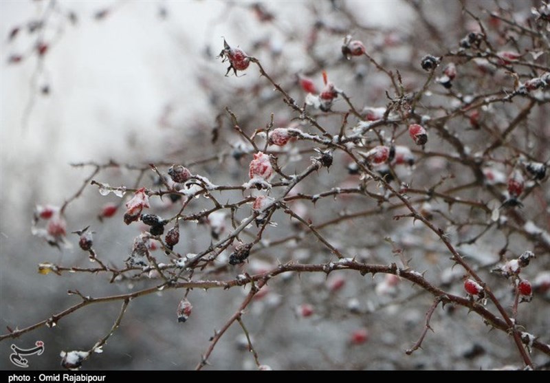 بارش برف پاییزی در ییلاقات اشکور گیلان به روایت تصویر‌