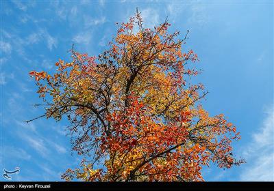 جلوه‌هایی از طبیعت پاییزی استان کردستان
