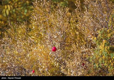 جلوه‌هایی از طبیعت پاییزی استان کردستان