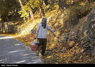 جلوه‌هایی از طبیعت پاییزی استان کردستان