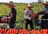 100 هزار تن محصول گوجه فرنگی خارج از فصل استان بوشهر صادر می‌شود