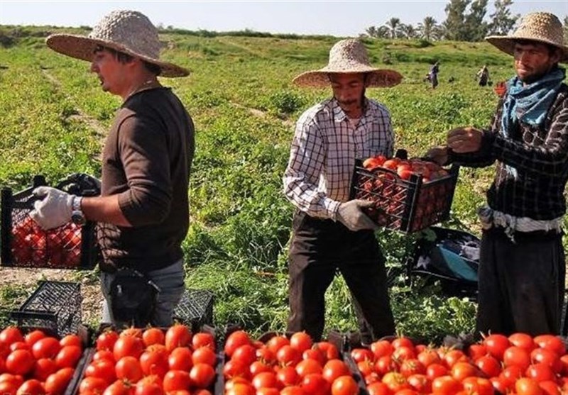 100 هزار تن محصول گوجه فرنگی خارج از فصل استان بوشهر صادر می‌شود