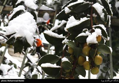 بارش برف در تهران