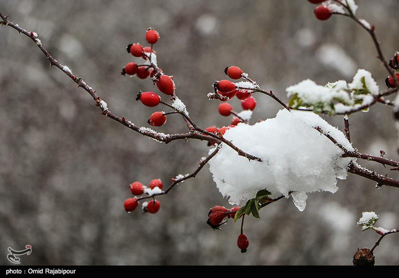 هواشناسی|پیش بینی برف و باران 2 روزه در برخی استان‌ها/ هشدار کولاک برف و تندبادهای لحظه‌ای