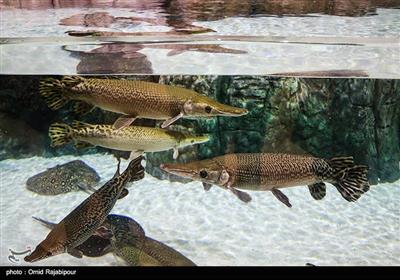 در این آکواریوم بیش از ۳۵۰ گونه از زیباترین و نادرترین ماهی‌ها از پنج قاره جهان به نمایش گذاشته شده است.