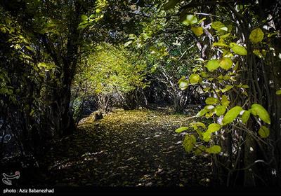 طبیعت پاییزی شهر الشتر - لرستان