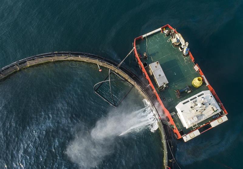 ضرورت توسعه قفس‌های دریایی در پهنه دریای خزر؛ گیلان از سرمایه‌های کشور در حوزه‌های شیلاتی است