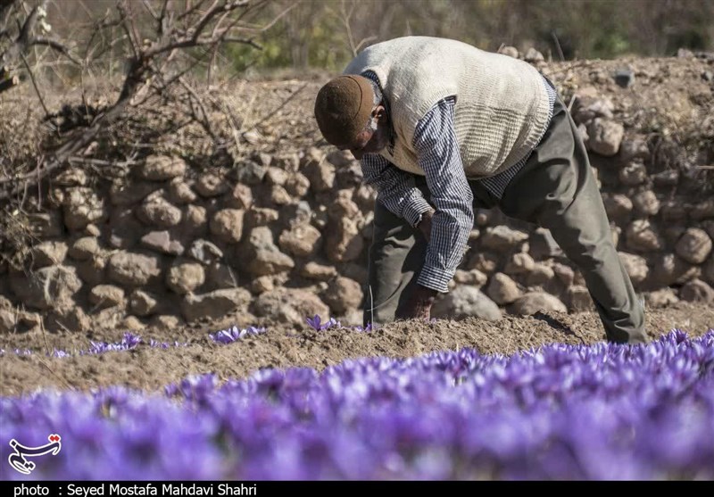 نماینده مردم قوچان و فاورج: زعفران استان خراسان شمالی باید با برند و نام تجاری بسته‌بندی شود