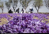 دولت زعفران را گرمی 8200 تومان از کشاورز می‌خرد