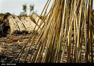 ابو عبدالله شاخ و برگ ها را جدا می کند و نی ها درگوشه ی حیاط خانه خشک می شوند