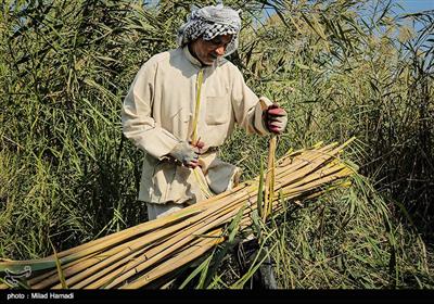 براي بستن ني هاي جمع شده از خود ني استفاده ميشود که بهترين ريسمان براي بستن ني است