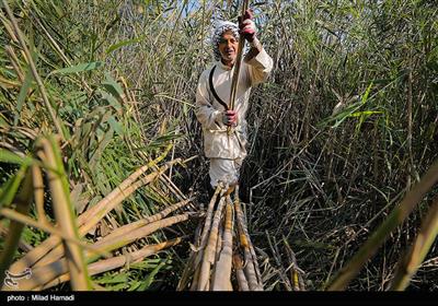 نيزار بهترين مکان براي زيستن موجودات خطرناکي از جمله مار است که ابو عبدالله هرروز با اين خطر روبرو مي شود