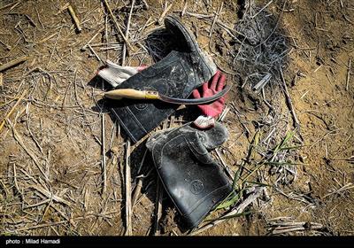 بوریا بافی هنری کهن تر از پارچه بافی است. و در خوزستان به خاطر نیزارهای اطراف تالاب ها و هور؛ حضور پر رنگ دارد. زیر اندازی از نی برای فرش زیر پا یا سقف خانه ها و کپرها...