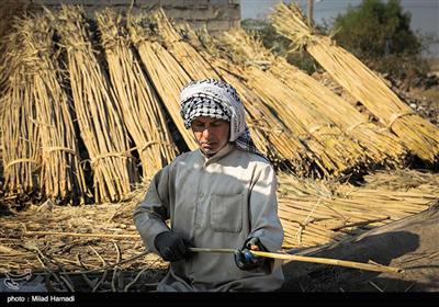 نی ها را از وسط می برند تا استوانه ی نی ها به دو نیم شود