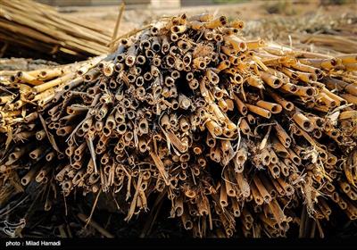 ابو عبدالله شاخ و برگ ها را جدا می کند و نی ها درگوشه ی حیاط خانه خشک می شوند