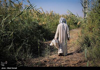 بوریا بافی - خوزستان