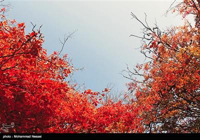 طبیعت پاییزی - گلستان