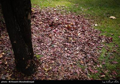 طبیعت پاییزی تهران