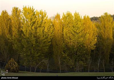 طبیعت پاییزی تهران