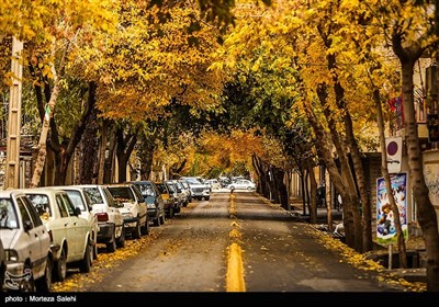 طبیعت پاییزی خیابان چهار باغ اصفهان که به چهار باغ نیز معروف است .