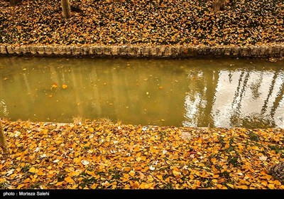 سازمان پارک‌ها و فضای سبز شهرداری اصفهان اعلام کرده که برگ‌های پاییزی خیابان‌های چهارباغ، فردوسی و عباس‌آباد جمع‌آوری نمی‌شوند تا مردم هنگام قدم زدن در این خیابان‌ها، حال و هوای پاییز را بیشتر احساس کنند.
