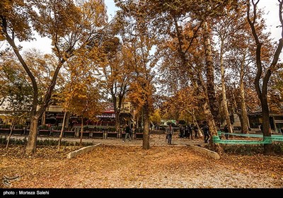 طبیعت پاییزی خیابان چهار باغ اصفهان که به چهار باغ نیز معروف است .