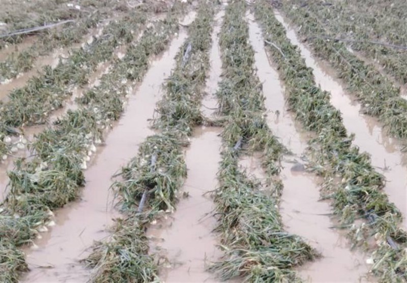 تگرگ 184 میلیارد تومان به مزارع گوجه فرنگی استان بوشهر خسارت زد