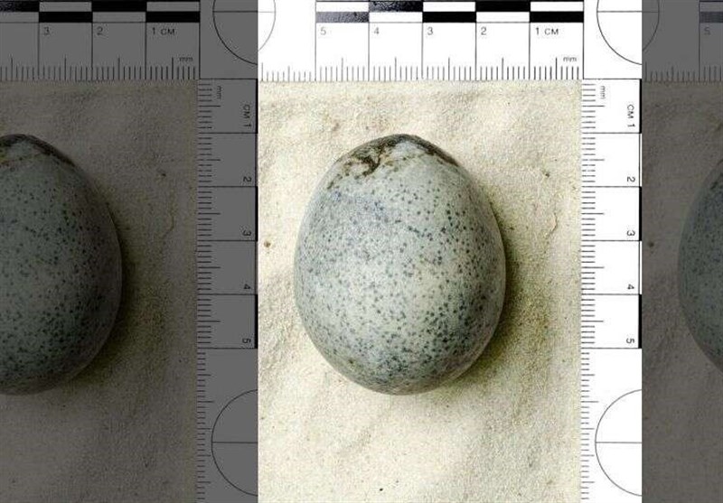 کشف تخم مرغ‌های 1700 ساله در شهر &quot;ایلزبوری&quot; انگلیس
