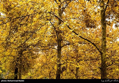 پاییز تهران