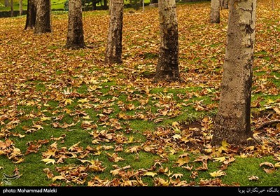 پاییز تهران