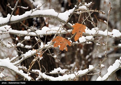 طبیعت برفی آبشار گنجنامه همدان