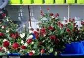 ایجاد بزرگ‌ترین مرکز پرورش گل رز هلندی در لرستان؛ آستین‌هایی که برای رونق تولید بالا زده شد + فیلم