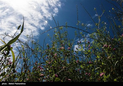 طبیعت پاییزی ایذه بهشت خوزستان