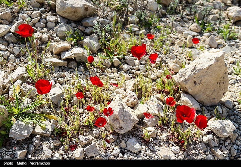 طبیعت پاییزی ایذه بهشت خوزستان