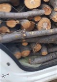 2.5 تن چوب قاچاق در قزوین کشف شد
